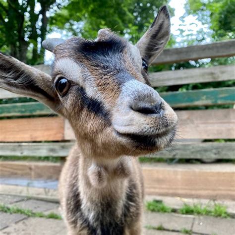 meerbusch arche noah